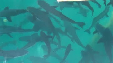 TIn tức 24h Mới Nhất: Cá Bớp ở đảo Hòn Chuối, Cà Mau lại rớt giá