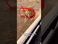Prank video funny lion #short #funnyvideo