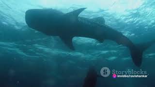 Unveiling The Deep-Sea Enigma The Frilled Shark