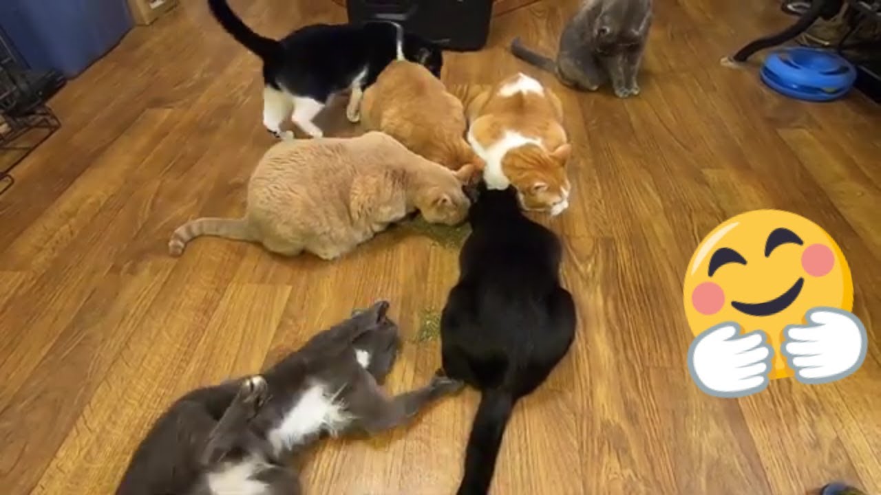 8 Cats + Big Pile of Catnip = YouTube