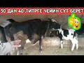 Россиядан Алынып Келинген Сүт  Багытындагы Эне бала Уйлар!