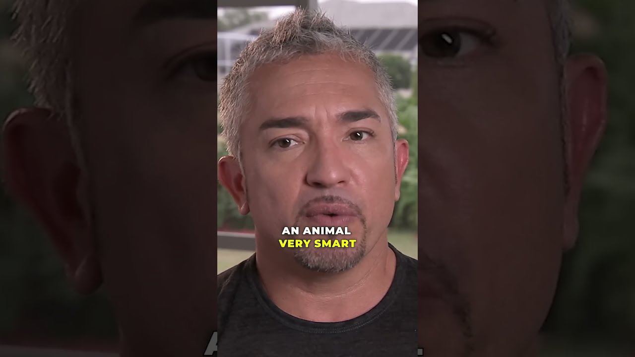 How To Stop Spoiled Dog From Biting Dogwhisperer Shorts Spoileddog Cesarmillan