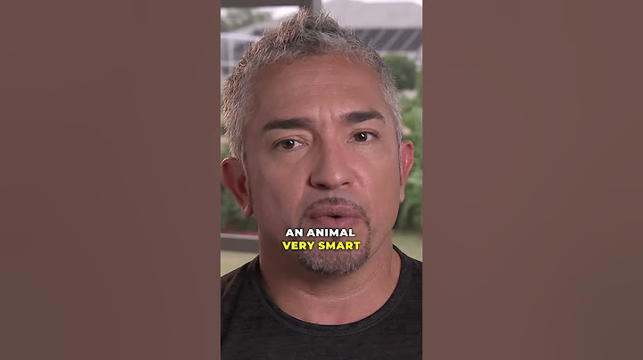 How To Stop Spoiled Dog From Biting | #dogwhisperer #shorts #spoileddog #cesarmillan