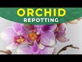 PHALAENOPSIS ORCHID TRANSPLANTING | ORCHID TIPS