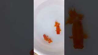 DSCF6010