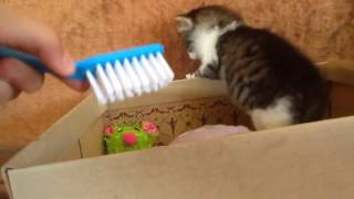 Miracle the kitten quick update! by Pizza Thompson 357 views 7 years ago 1 minute, 40 seconds