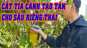 Cắt tỉa cành tạo tán cho sầu riêng thái 23 tháng tuổi | SIÊU THỊ CÂY GIỐNG WELOFARM