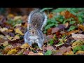 Squirrels of the Forest - December 6, 2021