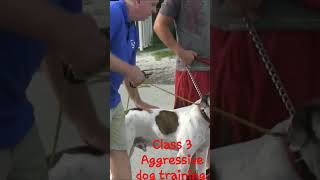 Aggressive dog training class 3  #dogtraining #aggressivedog #dogtrainer #americanbulldog
