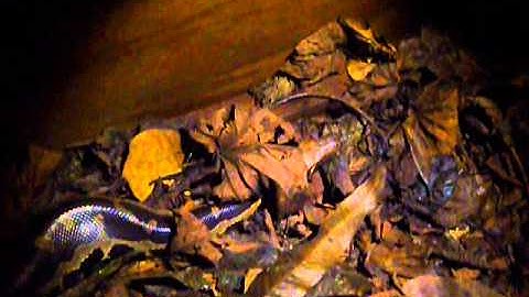 Kinabatangan River: Borneon Short Python (Python breitensteini) at the Kinabatangan Riverside Lodge.