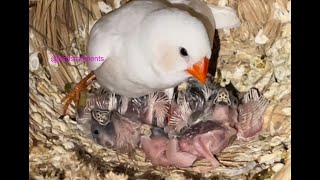 White zebra finch feeding babies