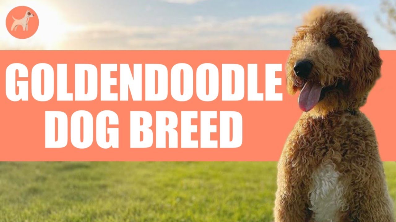 erstatte Statistisk Placeret Goldendoodle: A Complete Guide to Golden Retriever & Poodle Mix - YouTube