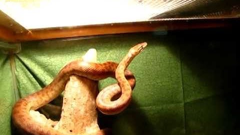 Stimsons Python in food mode