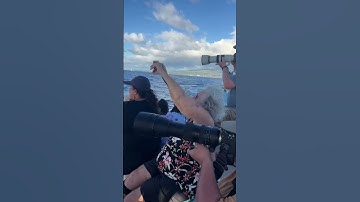 Tips for photographing humpback whales on Maui!