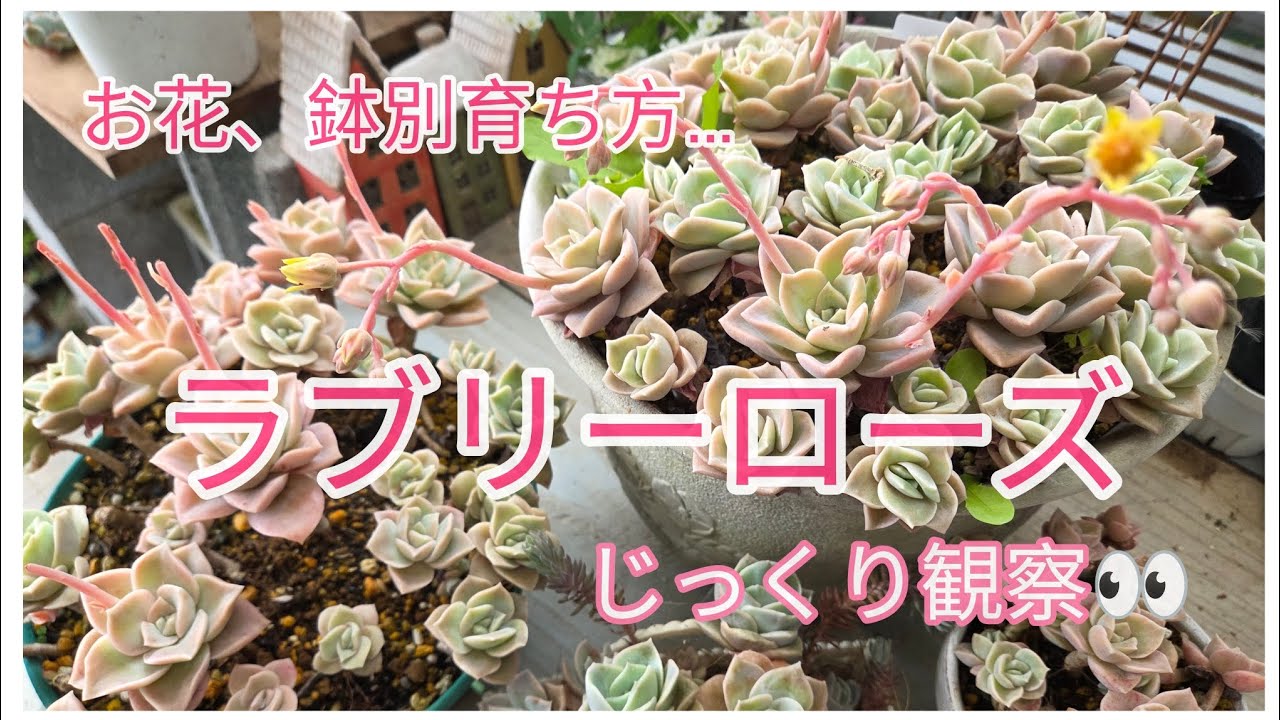 In-depth Series ① Lovely Rose 🌹 Let's change our cultivation