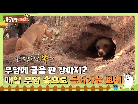 [TV 동물농장 레전드] 👻매일 무덤 속으로 들어가는 강아지 ‘뽀삐’😨 I TV동물농장 (Animal Farm) | SBS Story