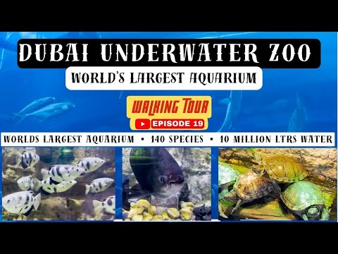 DUBAI AQUARIUM & UNDERWATER ZOO I TRANQUILITY AT PEAK