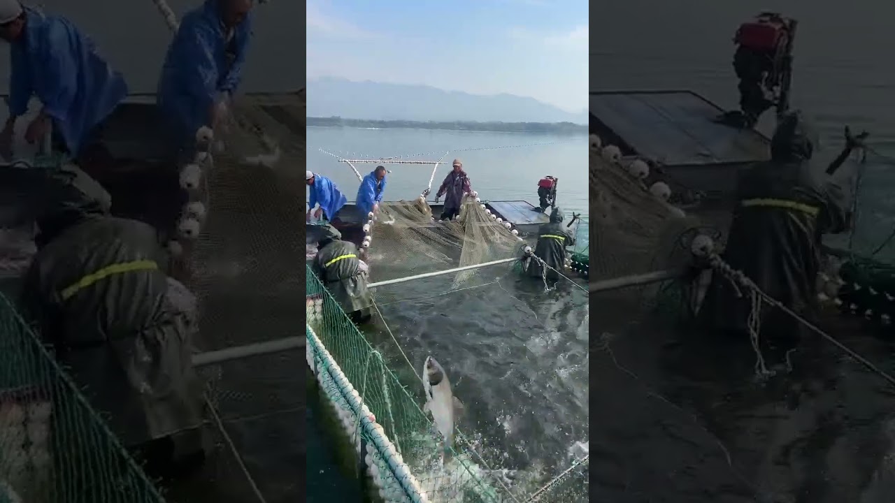 12  To Catch SeaFish # 