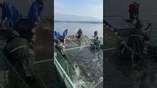 12 To Catch Seafish