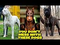 Most BANNED DOG Breeds In The World!