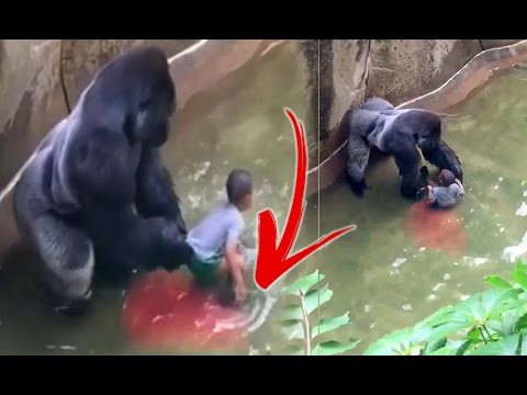 Resumen De Que Se Trata El Libro De La Selva | Libro Gratis