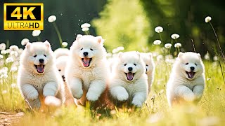 Cute Baby Animals - The Playful Charm Of Young Animals Brightens Our Days With Relaxing Piano Music