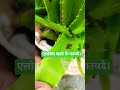 एलोवेरा खाने के फायदें।#reels #subscribe #herbs #elovera #garden #facts #motivational