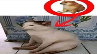Shitpost Compilation V33