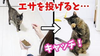 エサを投げると両手でキャッチする器用なサビ猫