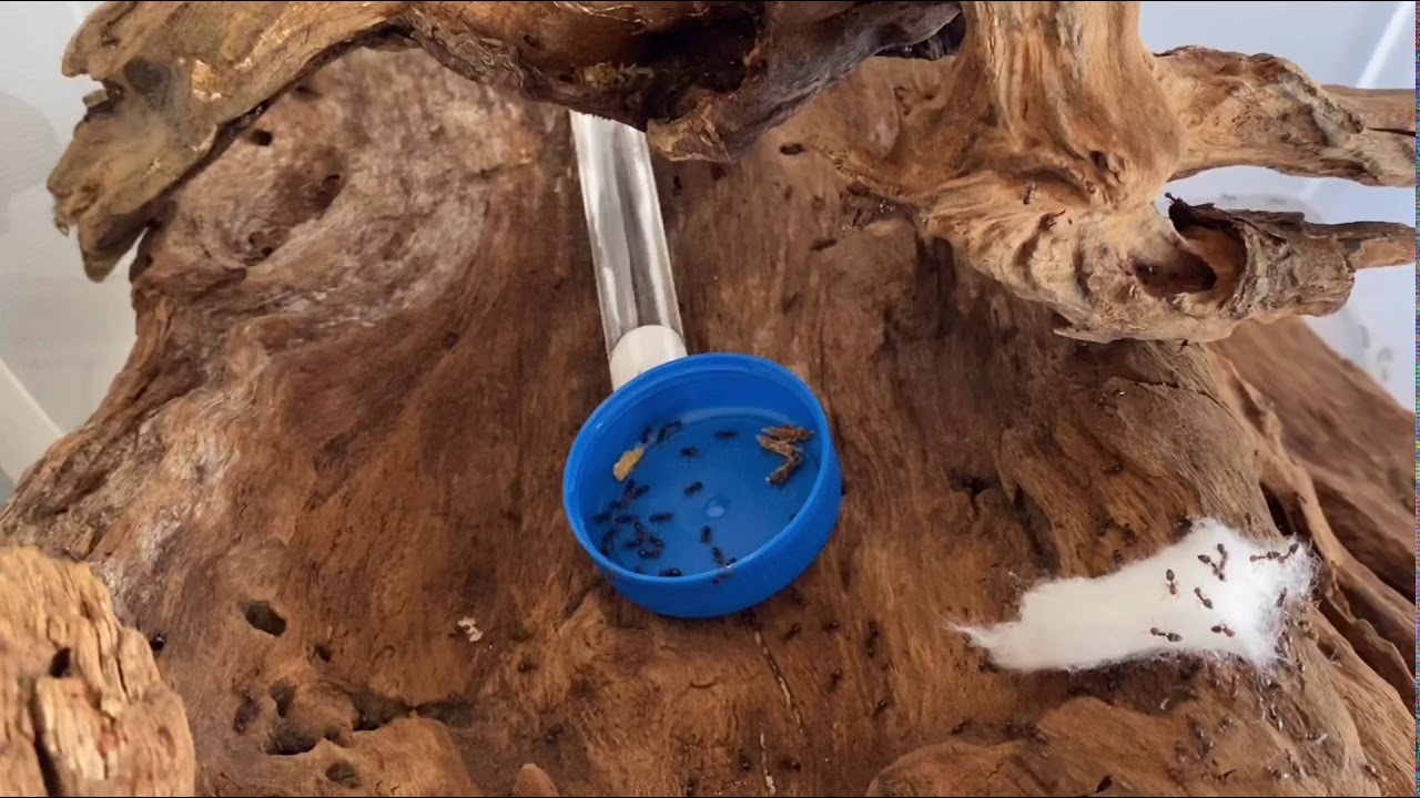 Crematogaster Scutellaris + une nouvelle espèce #4