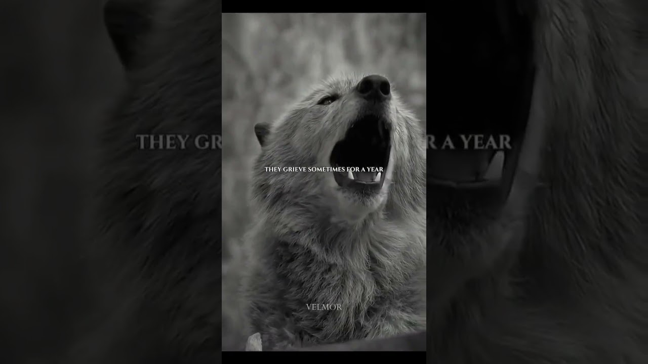 The wolf mindset is rare. That's why it is powerful. #shorts #disciplineovermotivation #wolfmindset