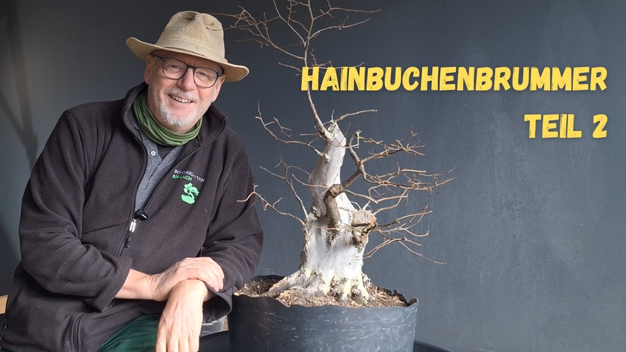 2026 02 Hainbuchenbrummer Teil2