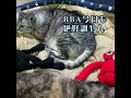 【しゃべる猫244】紐遊びを強要するヨシヒコ　声：音読さん　#cat　 #shorts