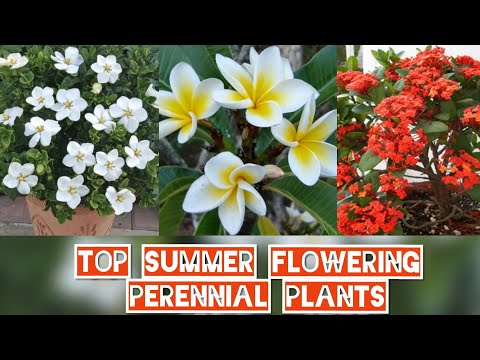 Video: Perennial Flowers For A Summer Residence, Blooming All Summer (40 Photos): Low And High Beautiful Garden Flowers Blooming From Spring To Autumn