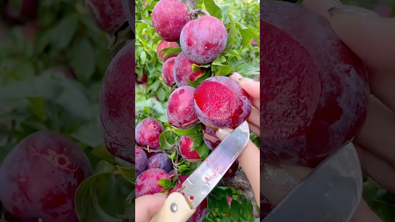 #fruitcutting