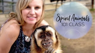 Spirit Animals: A 101 Class - Spiritual Teacher, Tricia Carr