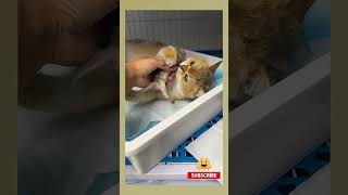 A Mothers Love..even In Cat Form