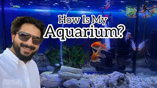 My Aquarium at home | Aqua scape | #shorts #aquascapegallery #aquarium  |4K