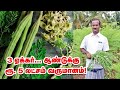 முருங்கை இலையில் முத்தான லாபம்! Moringa Leaves Cultivation