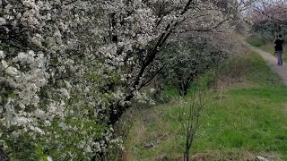 Как добраться из Яблоновского в Краснодар. Едем в Колледж.  Весна в Краснодаре.