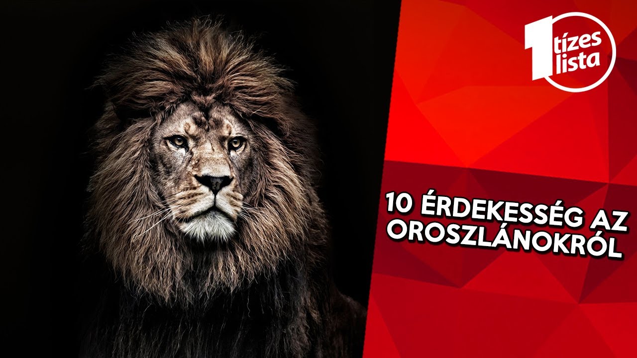 10 érdekesség az oroszlánokról, amit eddig talán nem tudtatok - Állatvilág #5