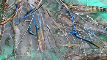 CHIA SẺ CÁCH MÓC TÉP CÂU TÔM SÔNG CÂU LÀ DÍNH , CÂU MÒI TÉP TRÚNG TÔM CÀNG, BẢO TÔM RỒI CẢ NHÀ ƠI