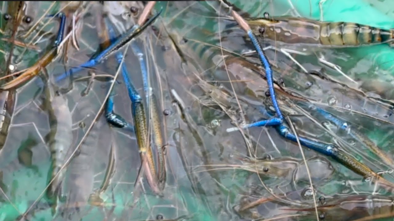 CHIA SẺ CÁCH MÓC TÉP CÂU TÔM SÔNG CÂU LÀ DÍNH , CÂU MÒI TÉP TRÚNG TÔM CÀNG, BẢO TÔM RỒI CẢ NHÀ ƠI