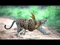 Python tighten Leopard - Leopard vs Python fight very fierce, Who is win?