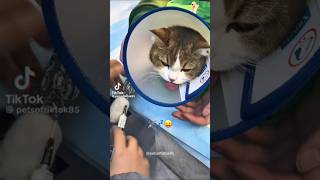 Cats And Vets Tiktok Compilation