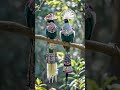 Love Birds Anime Automobile Attitude Animation 