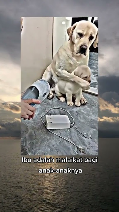 lihat sampai akhir kisah sedih seekor anak anjing ini #storywa