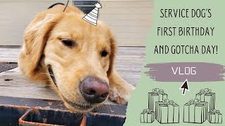Service dog’s first birthday and gotcha day celebration Vlog! 🎉🎁🎈 by helperpupatlas 556 views 1 year ago 13 minutes, 26 seconds