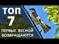 Какие птицы первыми прилетают весной. ТОП 7 плюс бонус . Реальное видео весенних птиц в природе.