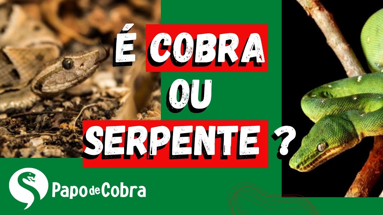 ➜ Diferença entre COBRA, SERPENTE e VÍBORA